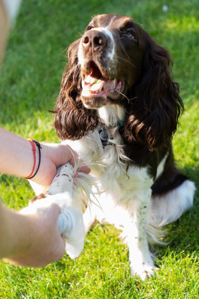 Napkin Go Pet Paw & Fur Sanitizing Disposable Wet Wipes - Ready to Use for Pets - iFoodservice Online